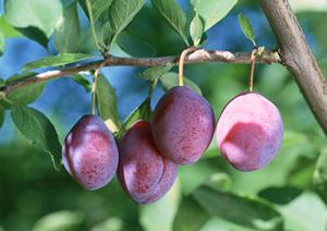 居酒家 土間土間 大宮東口店 – 大宮でくつろぎの居酒屋体験